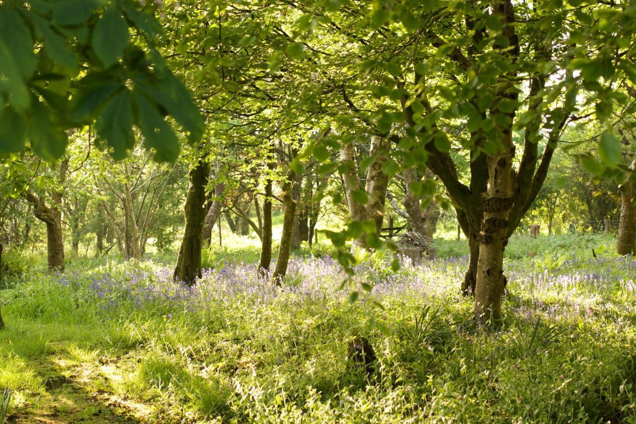 Bed & Breakfast Holwell Holistic Retreat Barnstaple